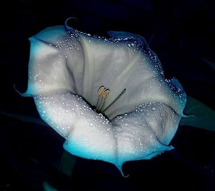Avatar: moonflower