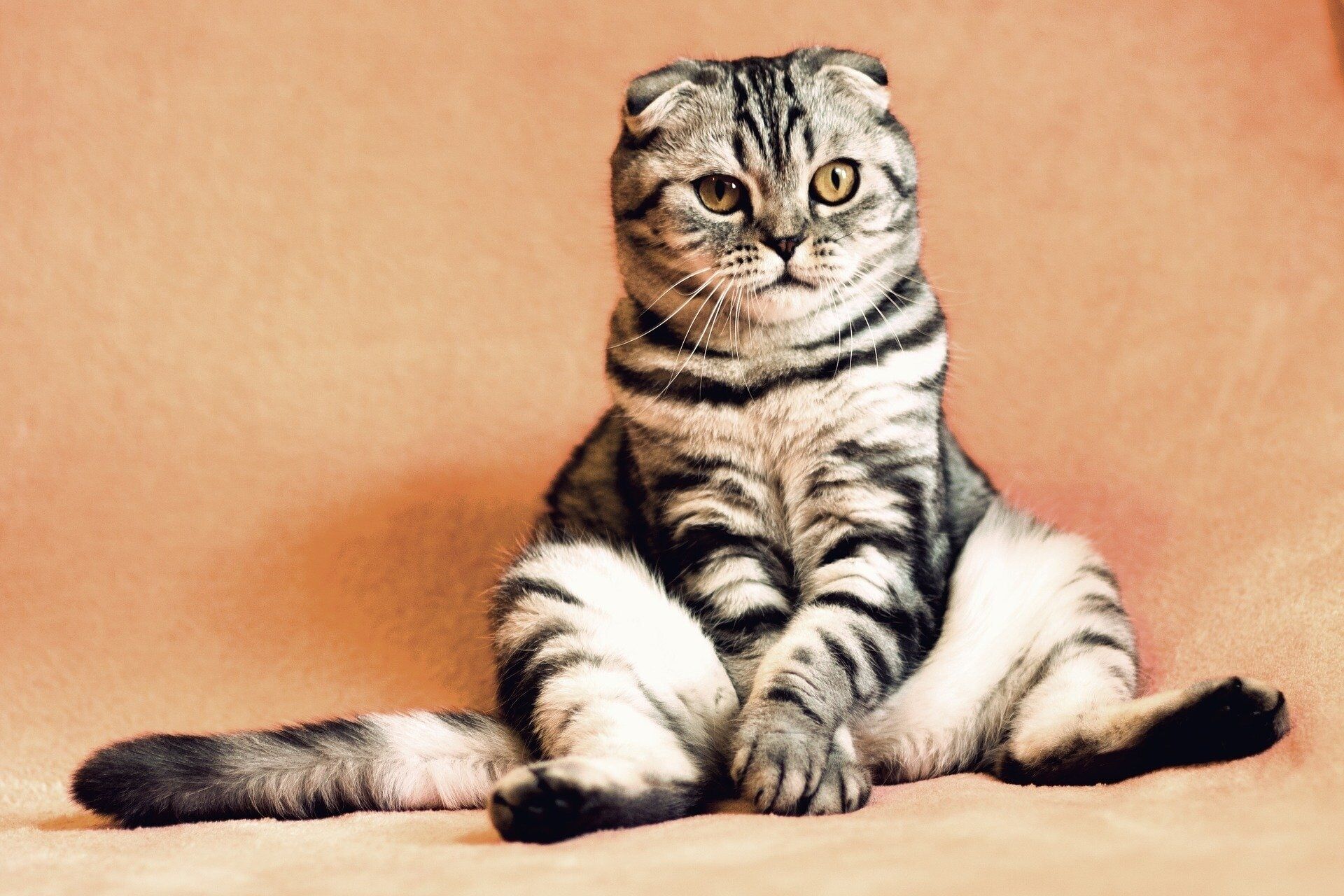 Avatar: Cat Mandu