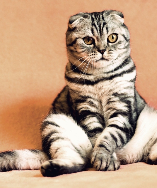 avatar Cat Mandu